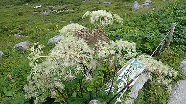 p8220471_thumb.jpg