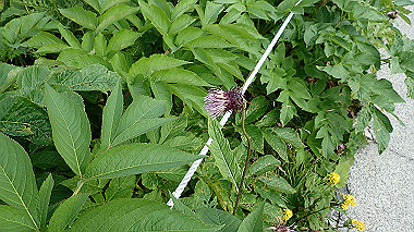 p8220472_thumb.jpg