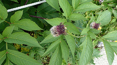 p8220473_thumb.jpg