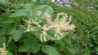 p8220477_thumb.jpg