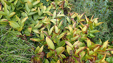 p8230583_thumb.jpg