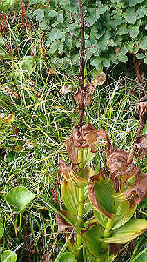 p8230585_thumb.jpg