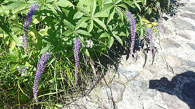 p8230672_thumb.jpg