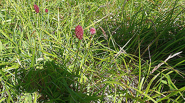 p8230706_thumb.jpg