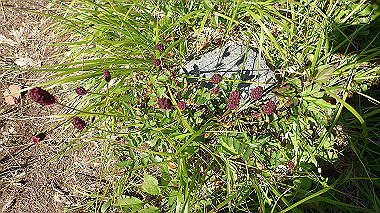 p8230708_thumb.jpg