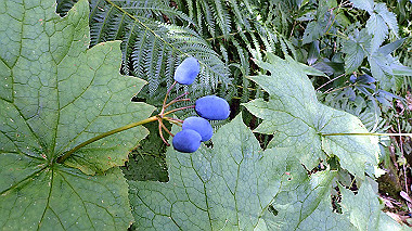 p8230727_thumb.jpg