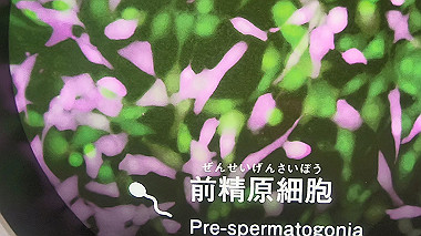 gx012968.mp4_snapshot_00.12_thumb.jpg
