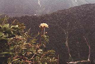 19810810_013_thumb.jpg