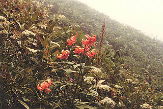 19810810_015_thumb.jpg