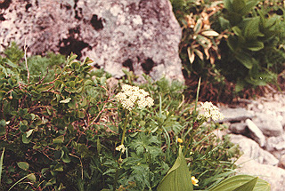19810810_039_thumb.jpg