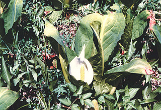 198706_032_thumb.jpg