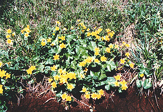198706_033_thumb.jpg