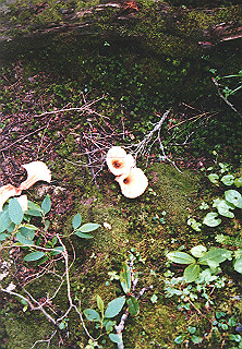 19910808_010_thumb.jpg