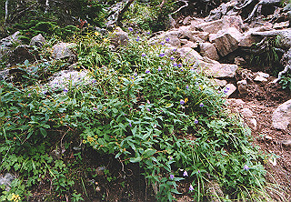 19910809_031_thumb.jpg