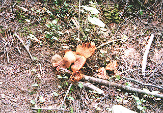 19910811_002_thumb.jpg