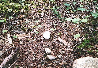 19910811_003_thumb.jpg