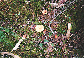 19910811_004_thumb.jpg