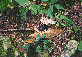 19910811_005_thumb.jpg