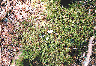 19910811_006_thumb.jpg
