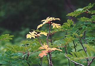 19920807_049_thumb.jpg