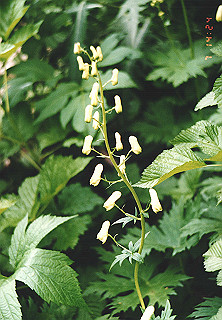 19920807_053_thumb.jpg