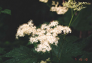 19920807_055_thumb.jpg