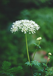 19930807_016_thumb.jpg