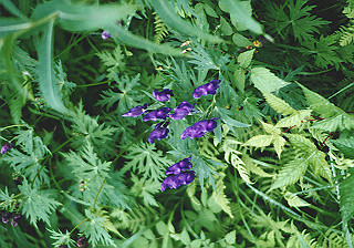 19930807_018_thumb.jpg