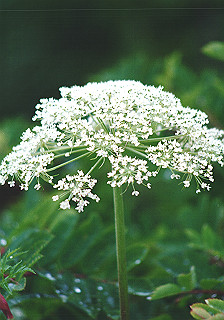 19930808_047_thumb.jpg