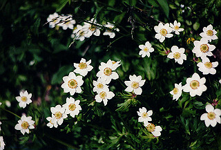 199408_093_thumb.jpg