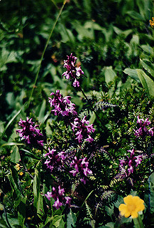 199408_095_thumb.jpg