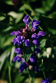 199408_100_thumb.jpg