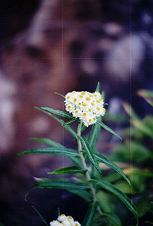 199408_126_thumb.jpg