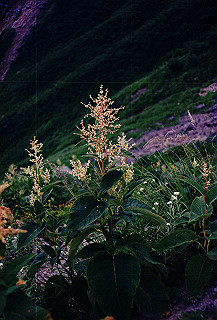 199408_127_thumb.jpg