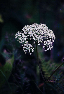 199408_131_thumb.jpg