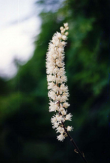 199408_132_thumb.jpg