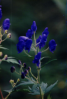 199408_133_thumb.jpg