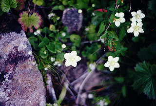 199408_140_thumb.jpg