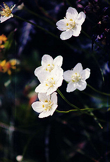 199408_149_thumb.jpg