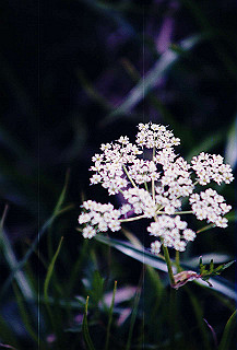 199408_152_thumb.jpg