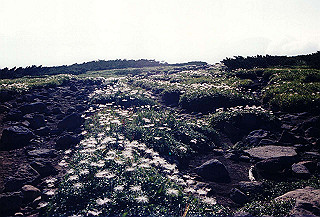199408_177_thumb.jpg