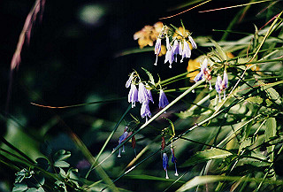 199408_183_thumb.jpg