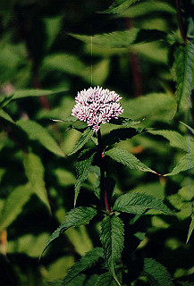 199408_184_thumb.jpg