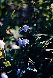 199408_185_thumb.jpg