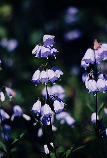 199408_186_thumb.jpg