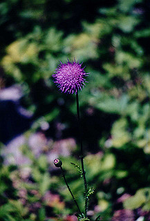 199408_187_thumb.jpg