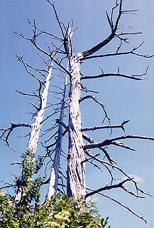 199408_189_thumb.jpg