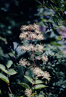 199408_192_thumb.jpg