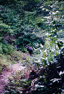 199408_215_thumb.jpg
