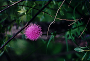 19950805_015_thumb.png